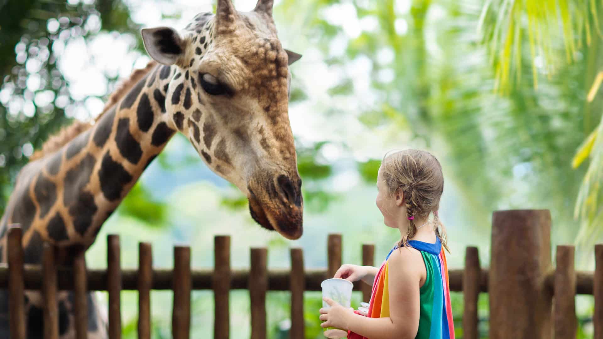 girafe banner