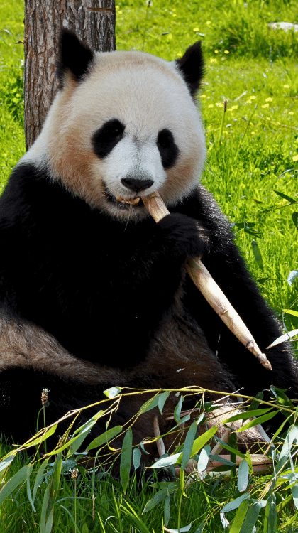 panda au zoopar de beauval