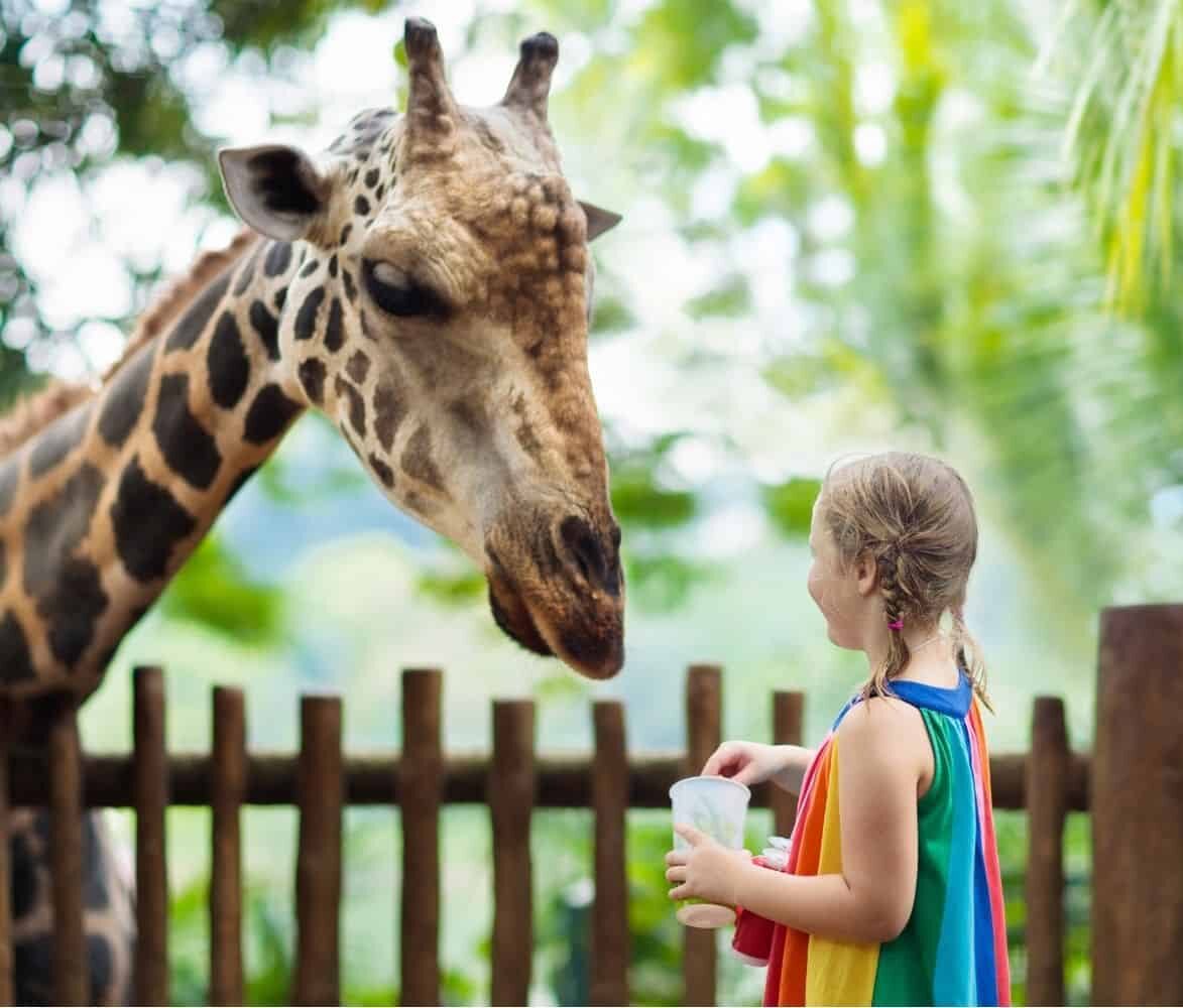 Beauval Zoo